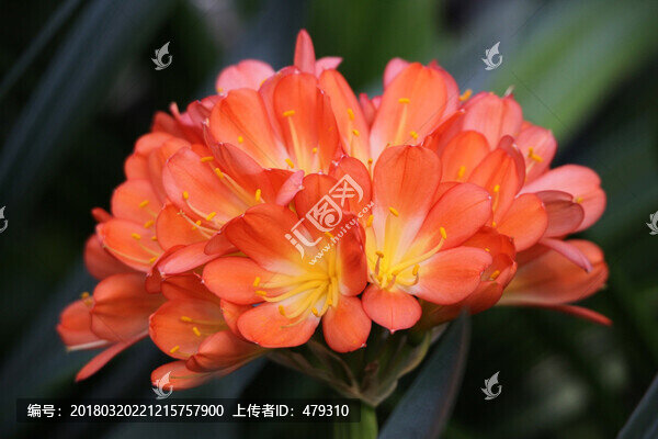 君子蘭,花