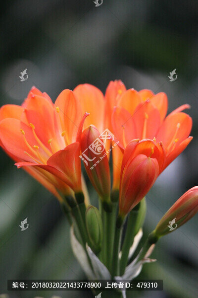 君子蘭,花,花卉,綻放