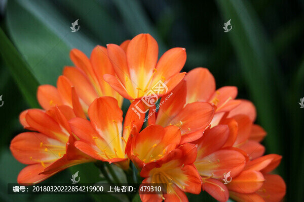 君子蘭,花,花卉,綻放
