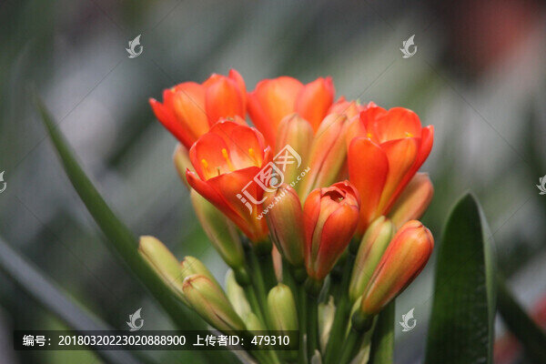 君子蘭,花