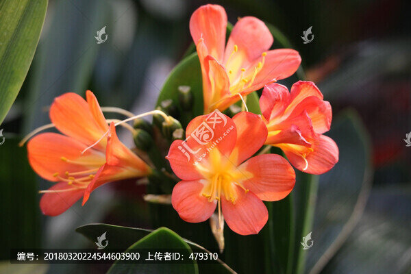 君子蘭,花,花卉,綻放