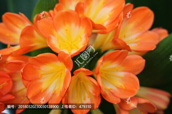 君子蘭,花,花卉