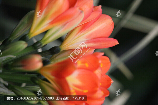 君子蘭,花