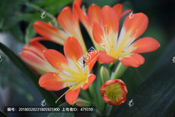 君子蘭,花,花卉,綻放