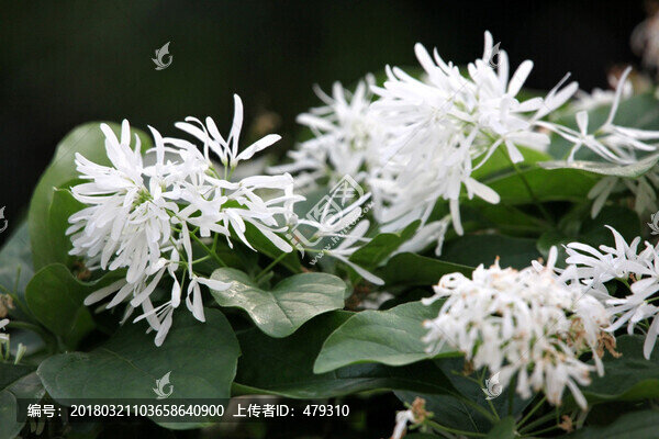 菊,菊花,植物,明亮