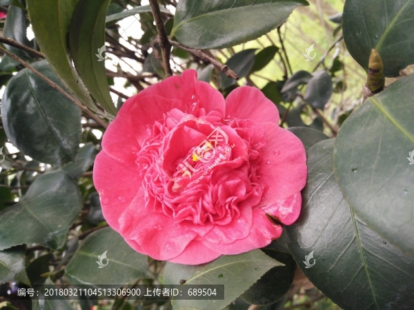 茶花