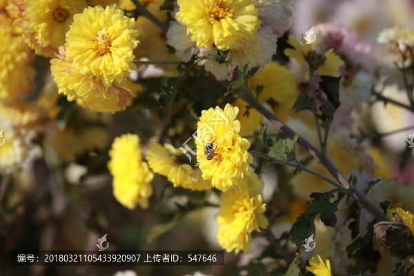 菊花,花卉