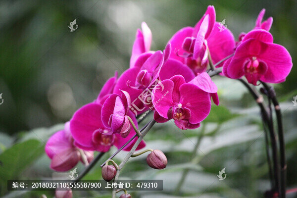 蝴蝶蘭,花