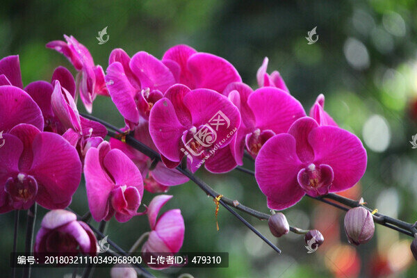 蝴蝶蘭,花,花朵,花卉