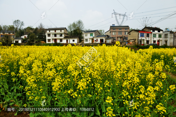 油菜花