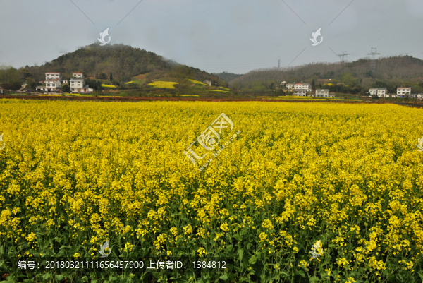 油菜花,油茶地