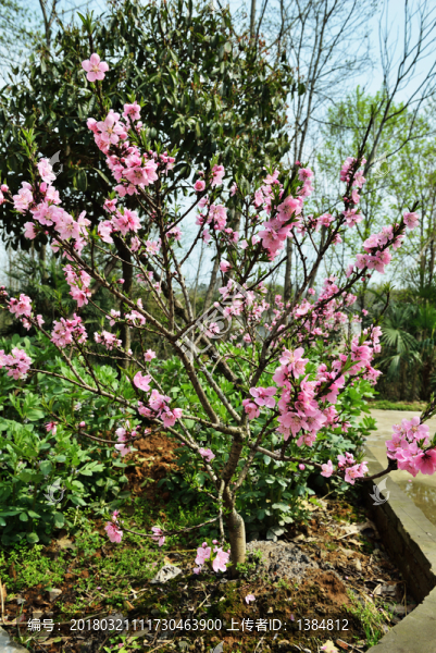 桃花,桃樹