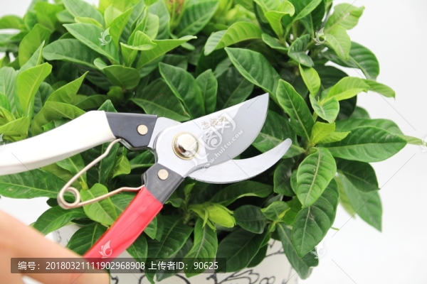 修枝剪