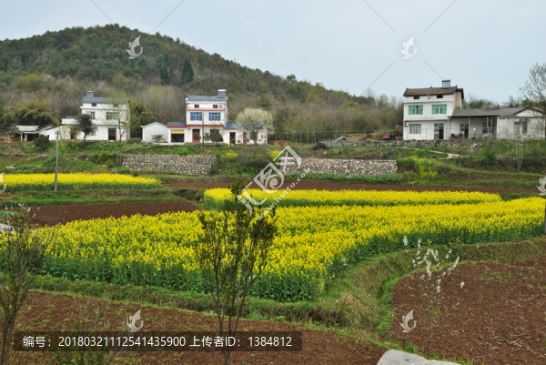 油菜花,油茶地