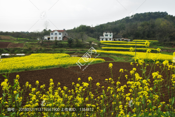 桃花,桃樹,油菜花