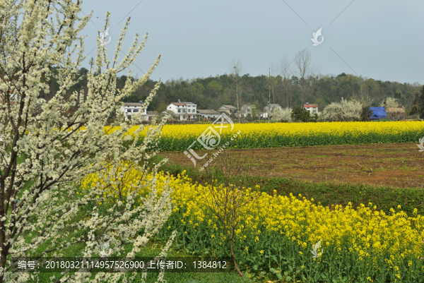 桃花,桃樹,桃園,鮮花