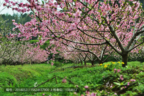桃花