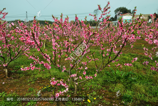 桃花,桃園