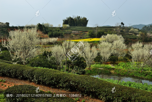 桃花,桃樹,桃園,鮮花