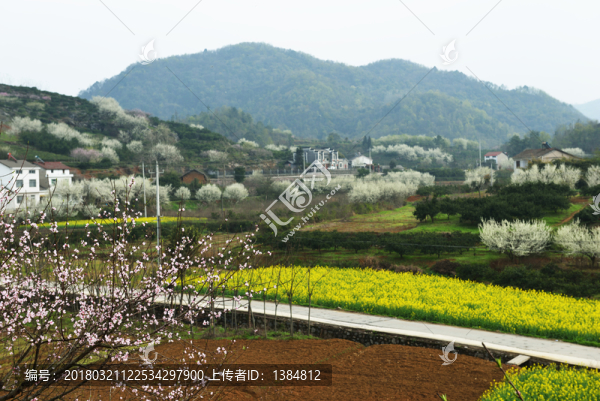 桃花,李花,油菜花