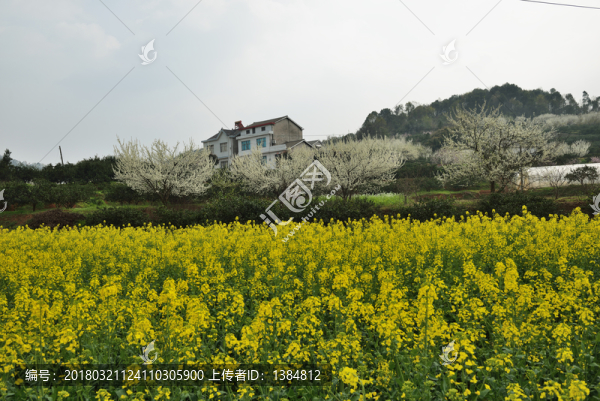 桃花,李花,油菜花