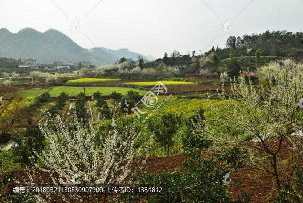 油菜花,李花