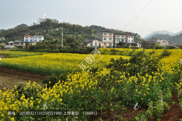 油菜花,李花