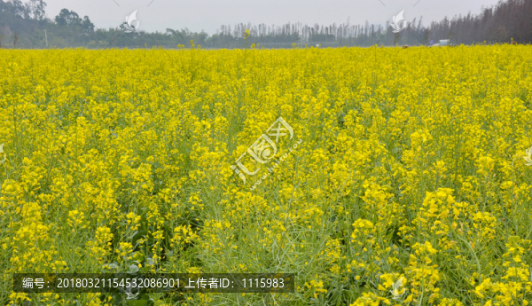 油菜花地