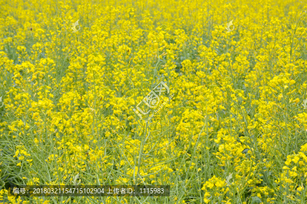 油菜花地
