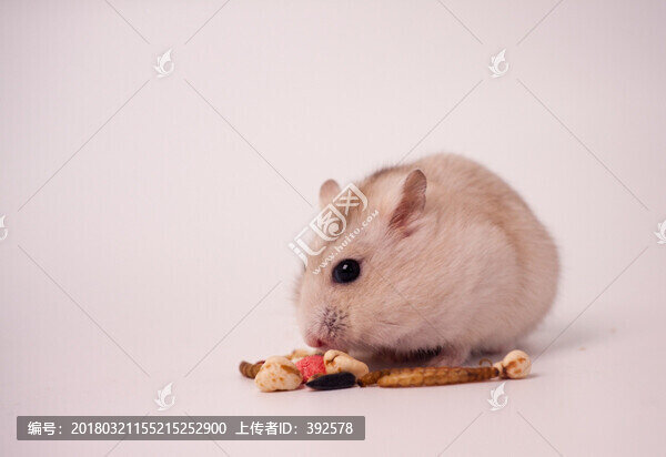 倉鼠