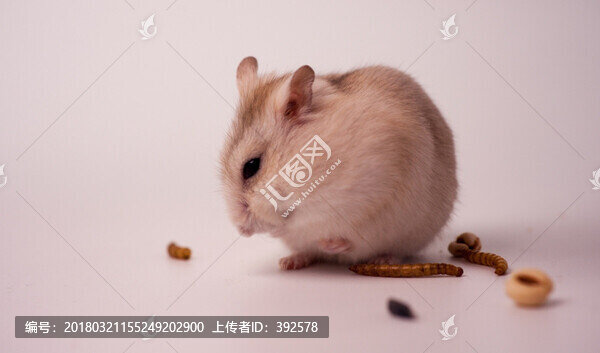 倉鼠
