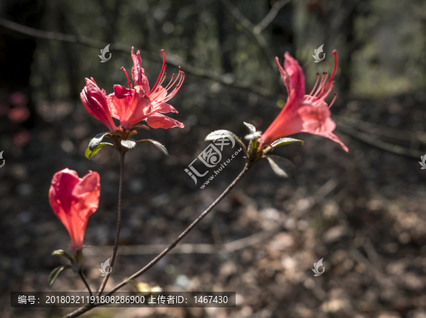 杜鵑花