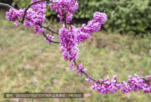 紫荊花