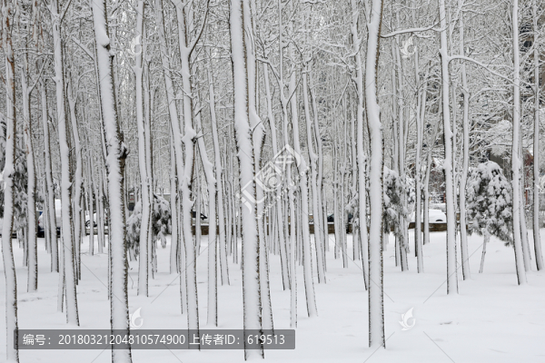 冬雪,冰雪,樹掛,霧凇
