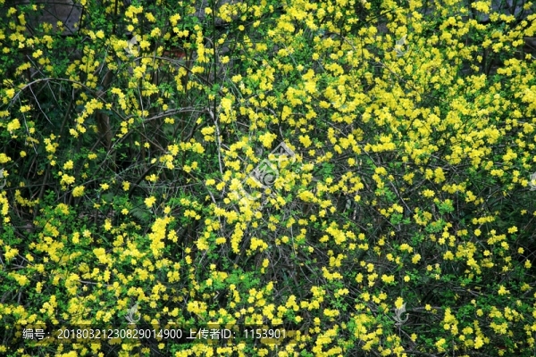 迎春花