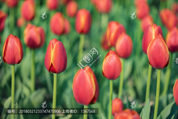 郁金香