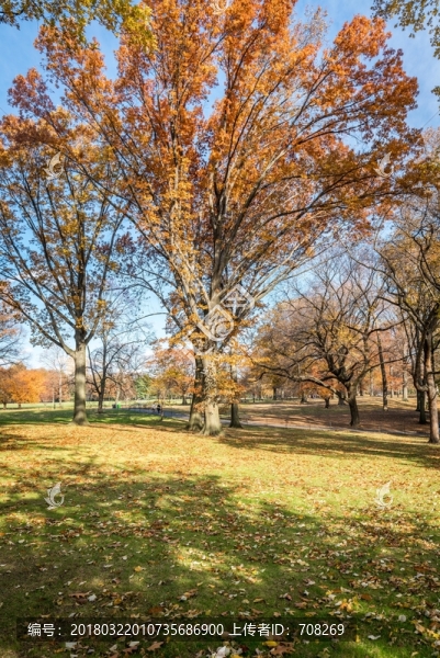 紐約中央公園自然風(fēng)景