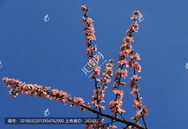 一只桃花