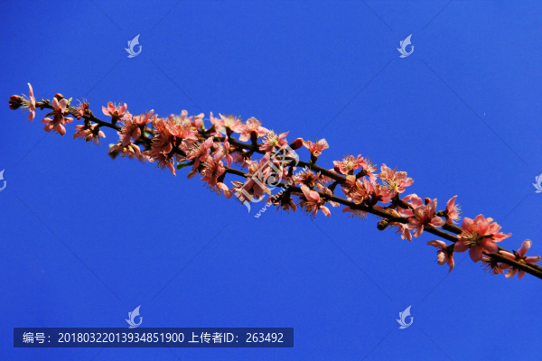 一只桃花