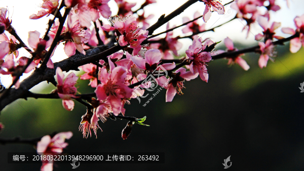 一只桃花