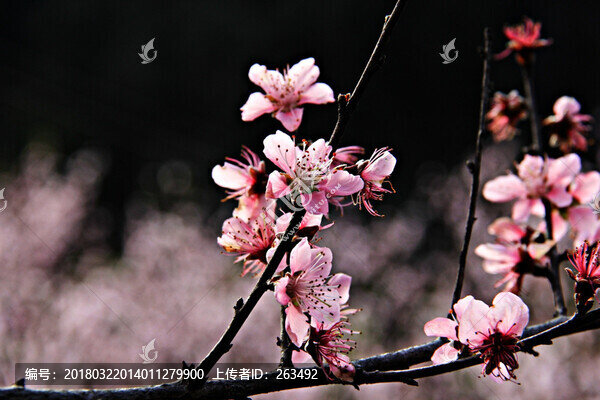 一只桃花