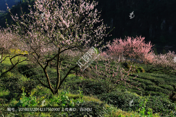桃花,茶園