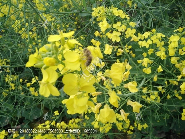 油菜花