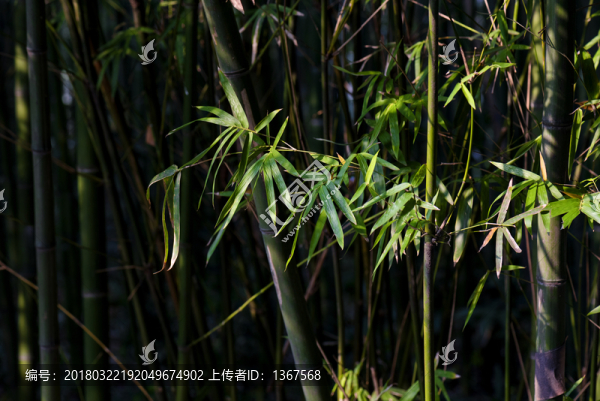 竹林