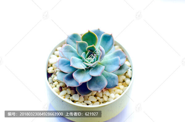 盆栽,多肉植物,藍(lán)石蓮
