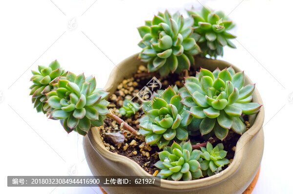 盆栽,多肉植物,女雛