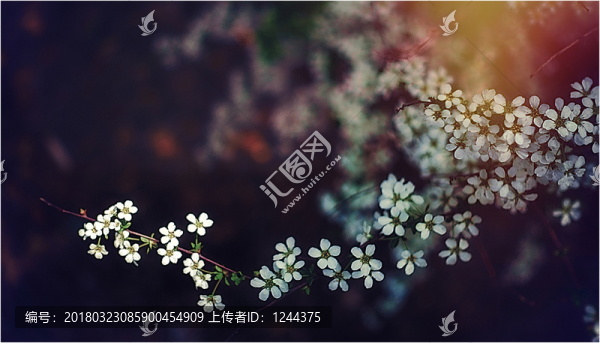 花花
