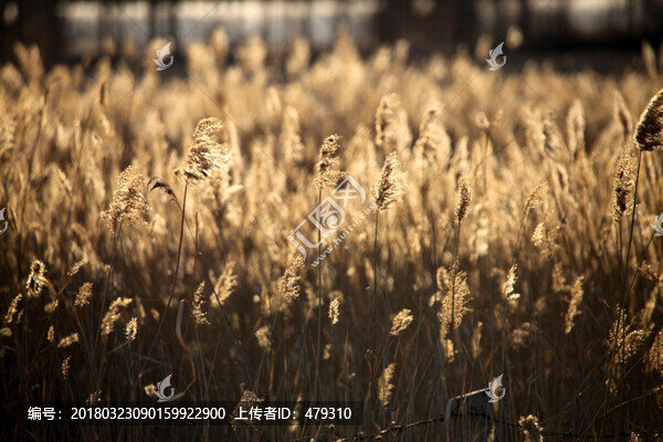 蘆葦,蘆葦叢,蘆葦蕩