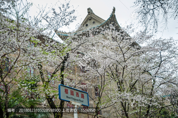 武漢大學(xué)櫻花