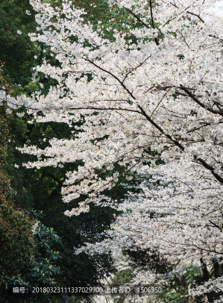 武漢大學(xué)櫻花